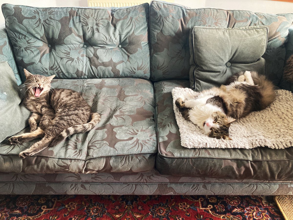 Sleepy Tabbies…

#cats #tabbycat #tabbies #silvertabby #tabbyandwhite #rescuecats #sspca #lothiancatrescue #sleepingcats