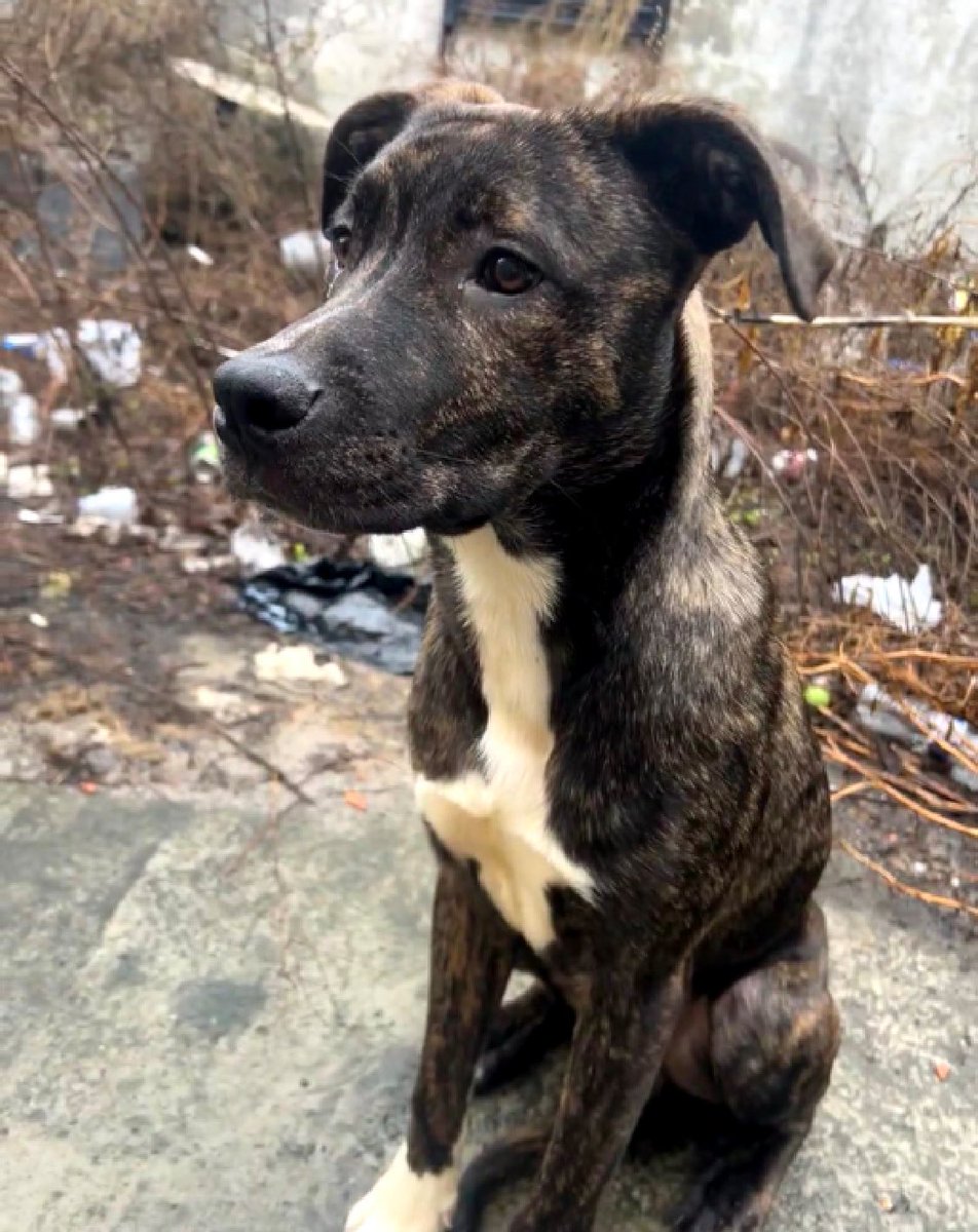 HOURS LEFT, DELISTED in preparation TBK in NYCACC; another young puppy who faces the end of his life, Cobain 195233 at just 12 months old is searching for his third family, through no fault of his own. He arrived just March 30, he's now out of time. His family evicted, he's…