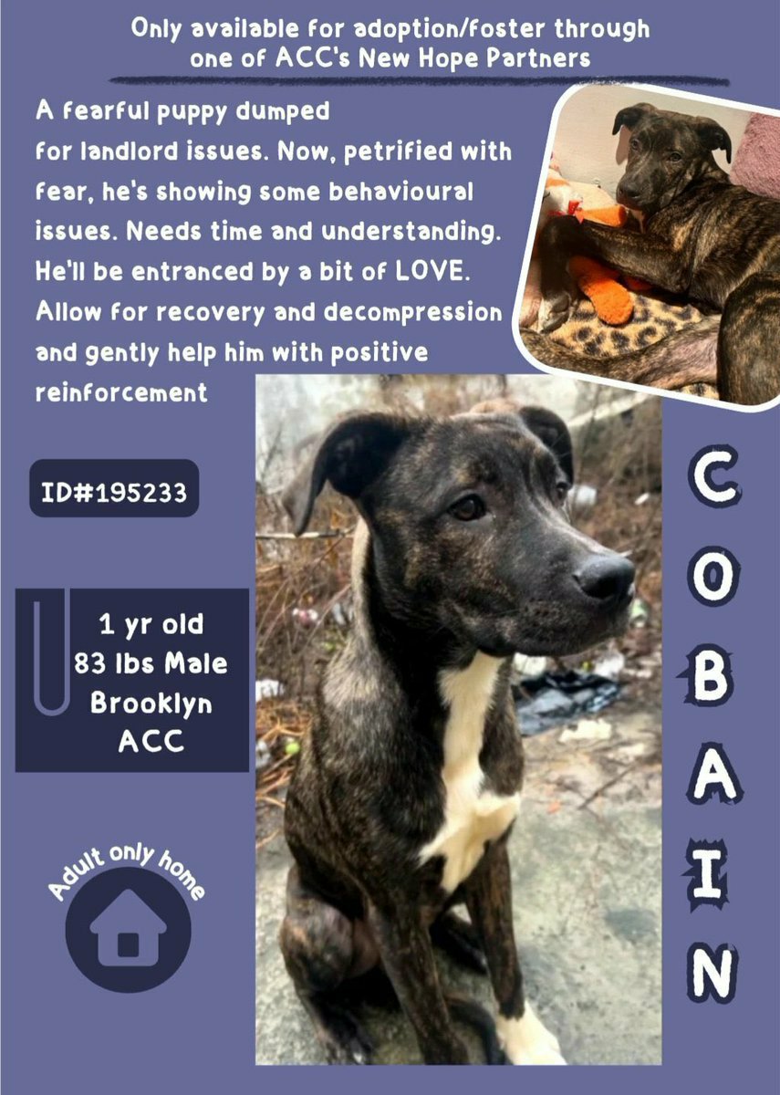 🆘️ Kill Command Cobain 1yr 💔🆘️ Dumped for landlord issues poor boy is understandably scared he needs out ASAP ❌ Rt Share #Pledge Dm @CathyPolicky @SuzanneSugar #FostersSaveLives 🙏