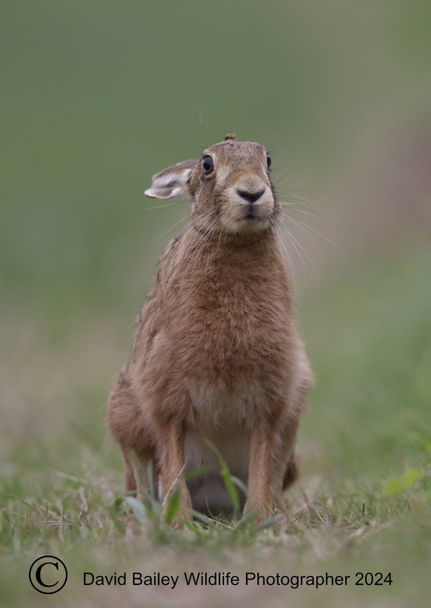 What's going on ear, no rain! @Ruth_ITV @PeterEgan6 @vickimichelle @theAliceRoberts @lesley_nicol @APPGTrophyHunt @DorsetWildlife @woopwoopmagz @CranborneChase @GaviganGL @newsynicola @DrKathWalker @LisaDunleavy1 @DrJonesWales @JaneGoodallInst @IoloWilliams2