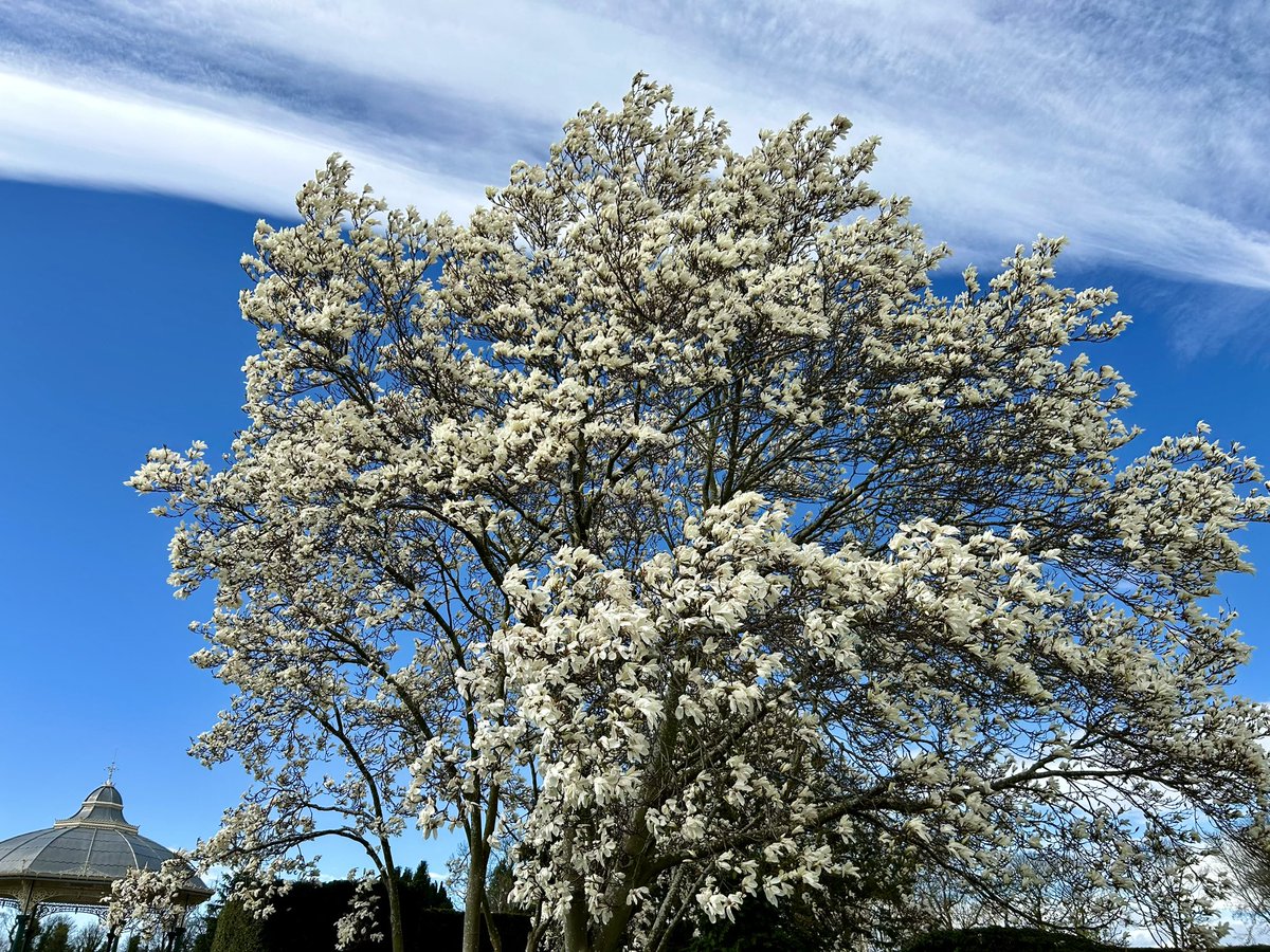 Magnificent Magnolia in Saughton Park #Edinburgh #SaturdayMorning #EasterHolidays #trees #nature #photo