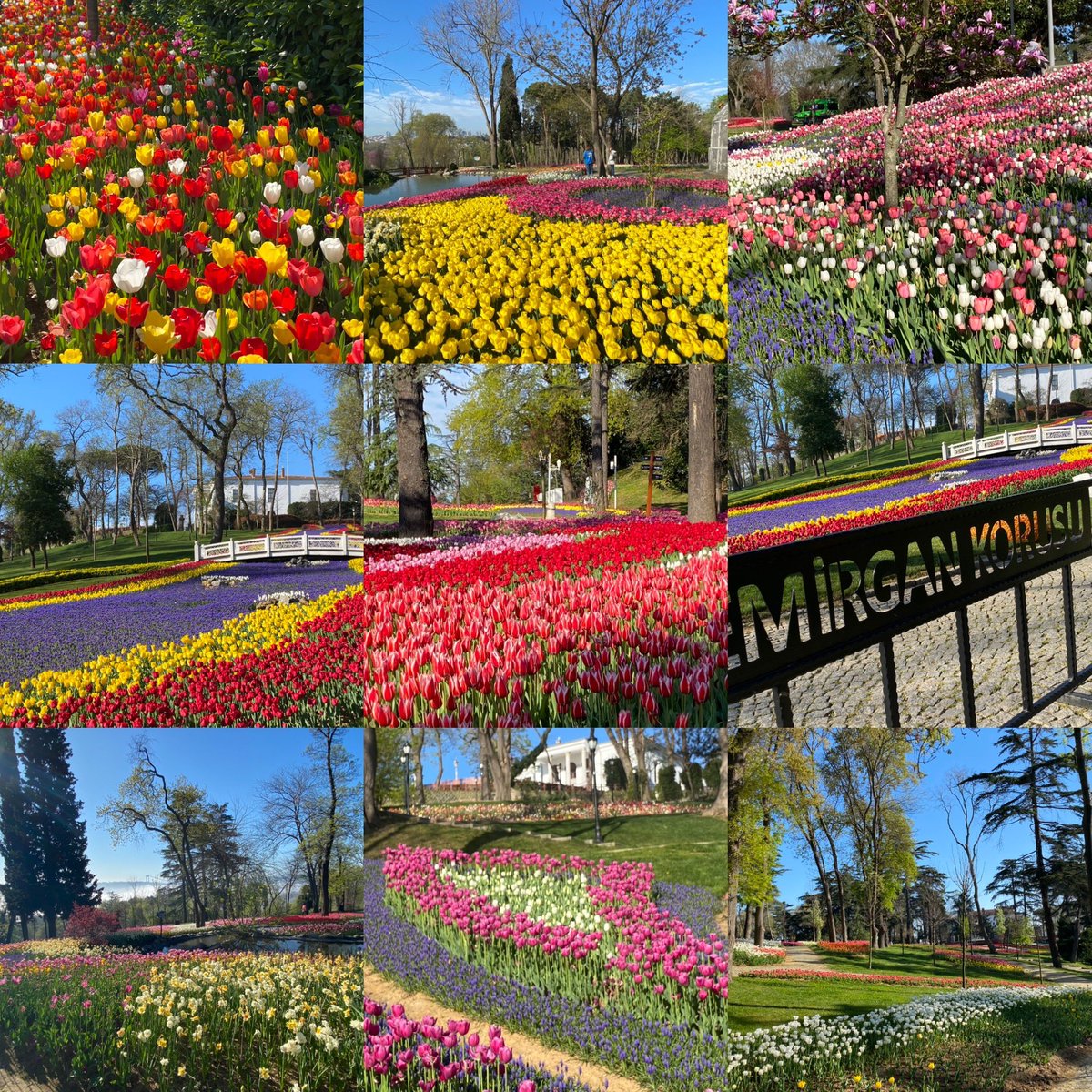 🌷Emirgan Park today, where thousands of tulips bloom in scenic gardens. This feast of colors & scents reminds of my home country, where #tulips should soon be in full bloom as well. No wonder we chose tulips as symbol for the celebration of💯years 🇹🇷🇳🇱friendship treaty! #NLTR100