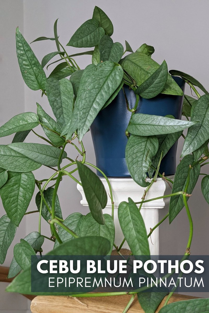 OurHousePlants's tweet photo. #CebuBlue #Pothos (Epipremnum pinnatum) is an attractive type of "Pothos" that doesn't need a great deal of care. It's easy going and will keep hold of its silvery blue leaves even in low light locations. They used to be pretty expensive, but today they're much more reasonable. https://t.co/Nsu6ZDPrQQ