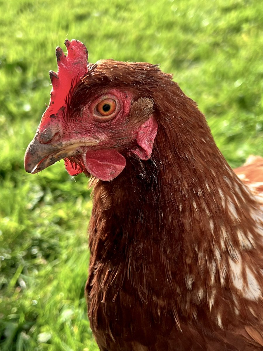 🐔When you get a little helper when you are painting in the garden! Not sure how good it is at holding a paintbrush 🤣 #chicken #chilledout