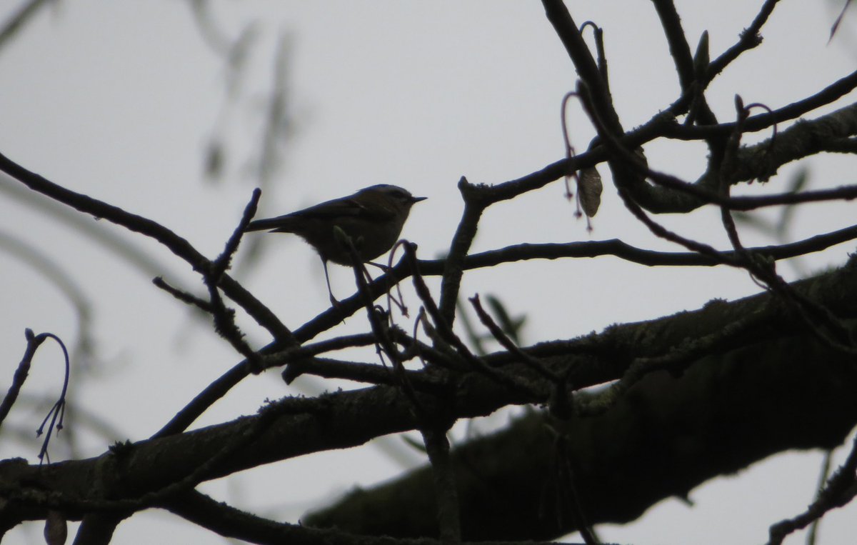 SICM_Photos's tweet photo. #firecrest at #Lynford https://t.co/AW6lsQ6Pgo