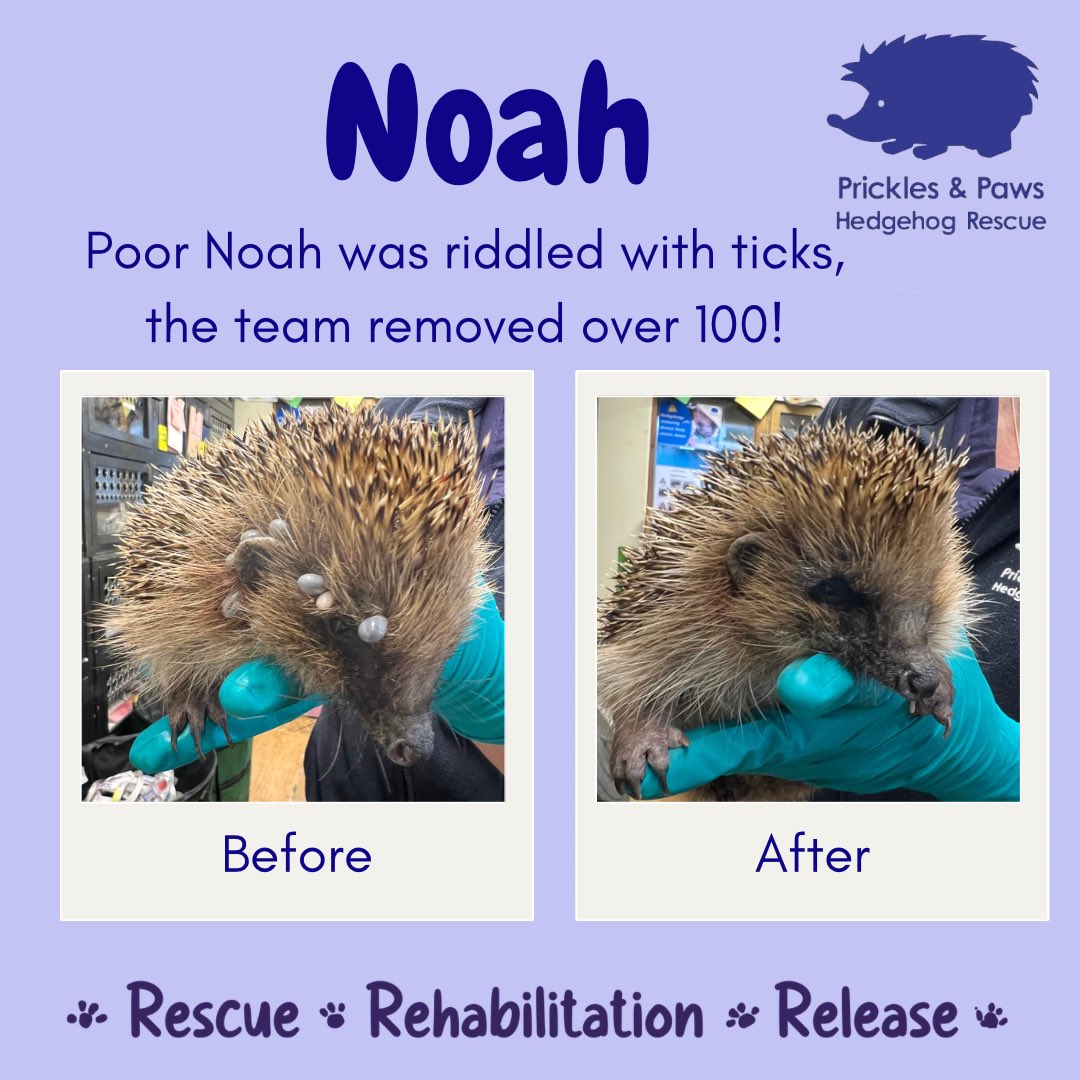 Noah, our 111th admission this year! An older hog in fairly good condition despite the high tick burden. Over 100 ticks he should be feeling much more comfortable. A few ticks are normal but lots can be indicate underlying problems, he will be closely monitored next few days.