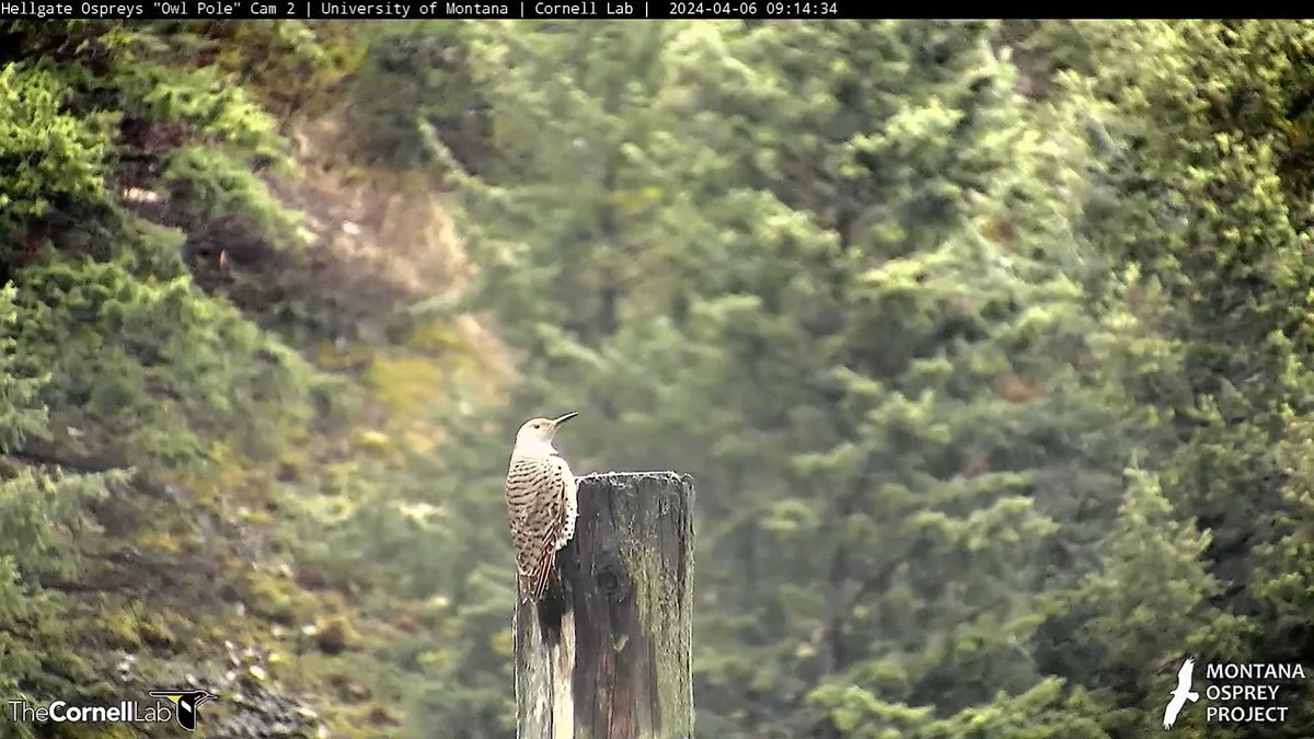 09:14, 4/6  Robin and Northern Flickers visit the OP  #HellgateOsprey
