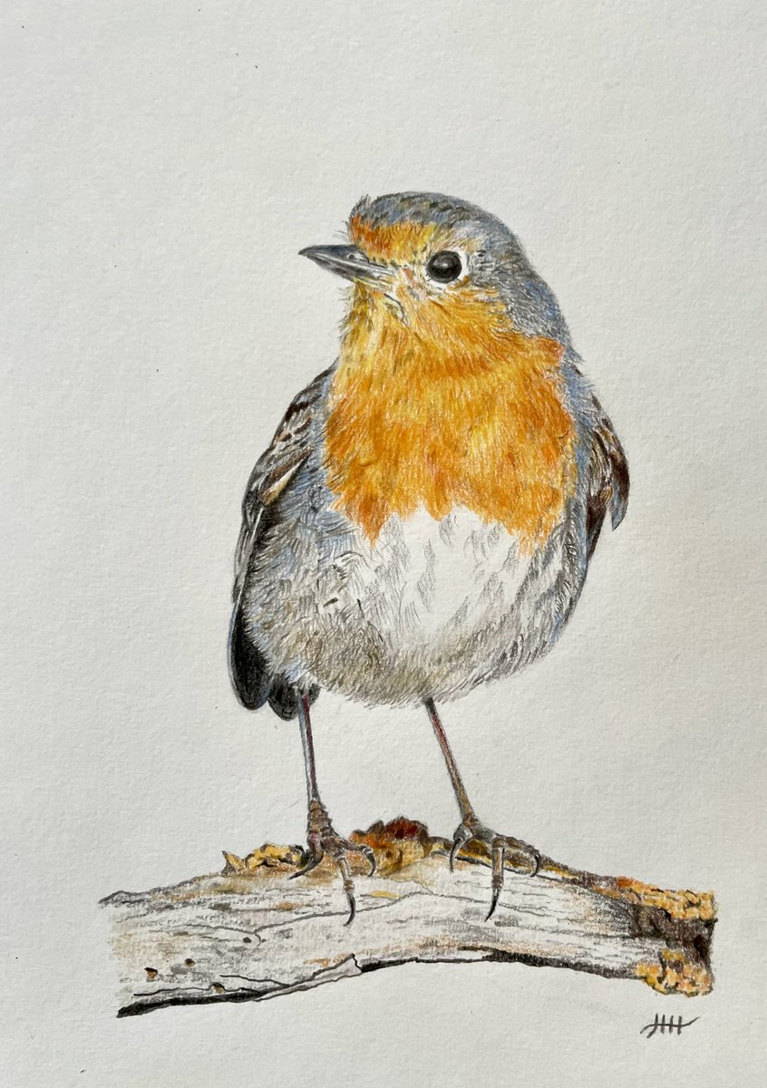 This is my drawing of a robin ✍️ #robin #bird #birds #colouredpencils #drawing #artistsonx