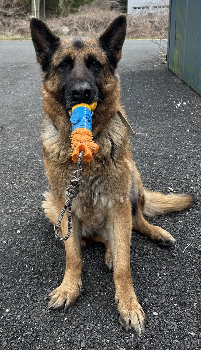 Even though he wants to play catch with every cell in his body, he refuses to drop his toy! This reminds me of how we hold onto pain in life. You know the saying, ‘pain is inevitable, but suffering is optional.’ This is so true &possible when we Choose Love. ⁦@ChooseLoveM⁩