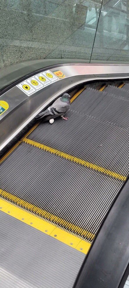 Out of Context Birds (@contextbirds) on Twitter photo 