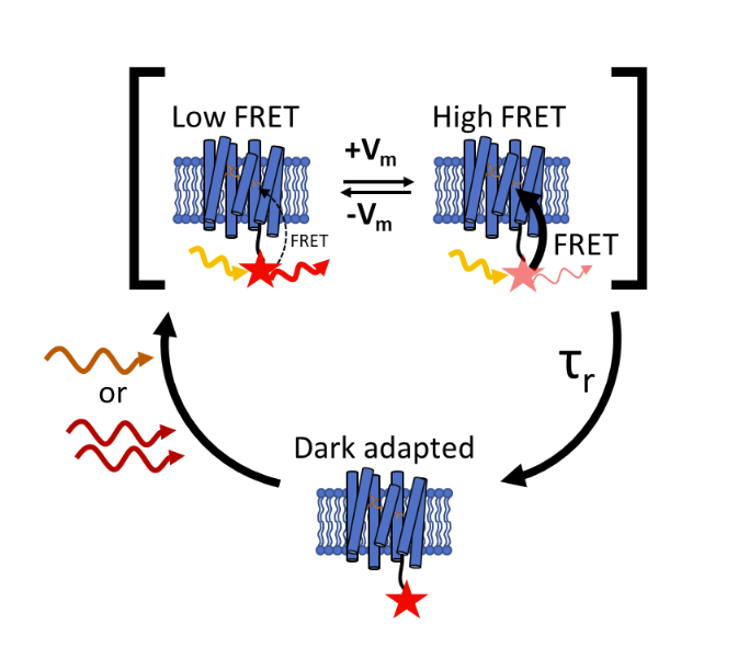 Tim Weber tweet media
