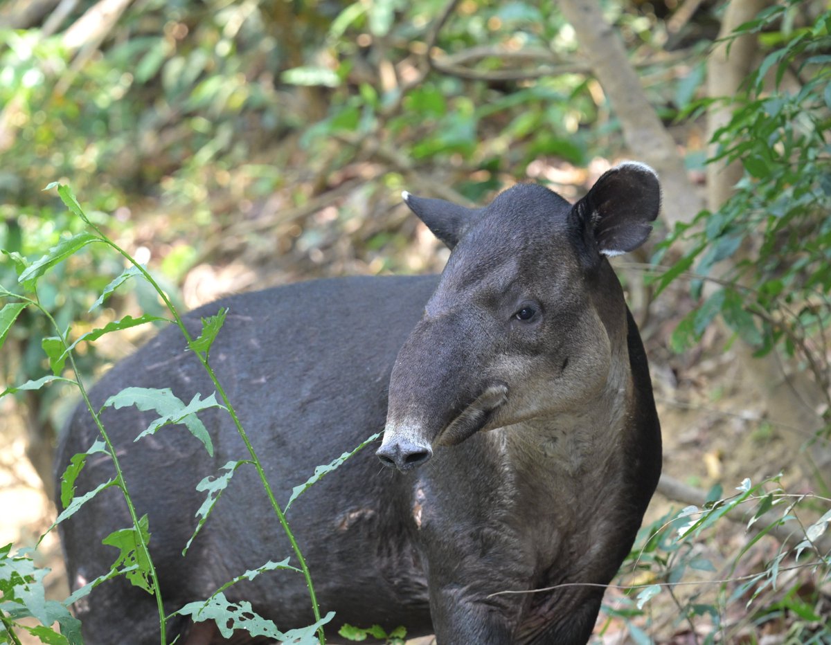 Savanna Field Station 🇧🇿 tweet media