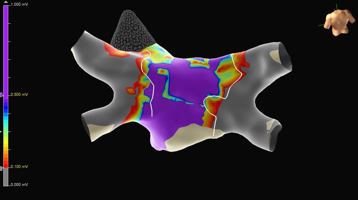 MAURICIO HONG tweet media