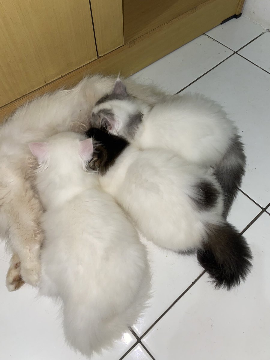 kochengfs tweet picture