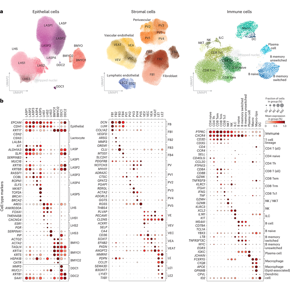 NaturePortfolio's tweet photo. A paper in @NatureGenet reports on a single-cell RNA sequencing analysis of over 800,000 human adult breast cells, which identifies 41 cell subtypes and highlights age- and parity-dependent effects. https://t.co/K0VvjPeMzN https://t.co/fKk5wHdfu2