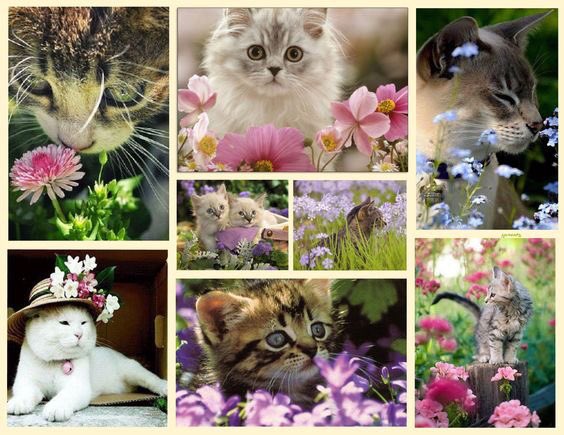 Cats and flowers 🌸🐱 #Caturday