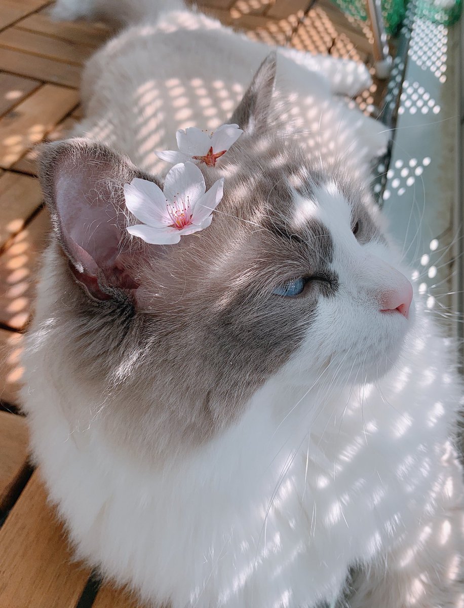 るる🐾໊ラグドール (@ruru_ragdoll) / Posts / X