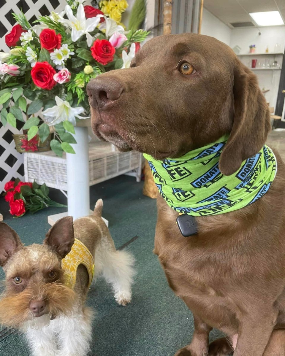 Nora knows that today is Dress Up Your Pets day and is excited to wear her new swag to kick off Blue & Green Spirit Week! Share a photo of your pets wearing their new Donate Life scarves or blue and green to show your support, and don't forget to tag us! Special thanks to B ...