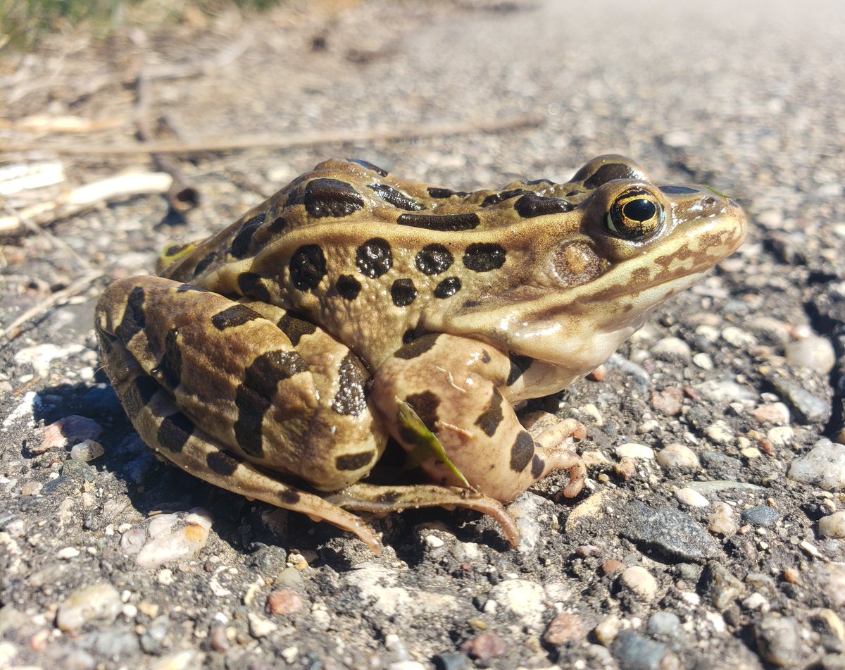 infinite___flow's tweet photo. One of my friends sun gazing in the middle of the day. Notice that he is not squinting. #Frog #LeopardFrog https://t.co/7cDOw8HOQD