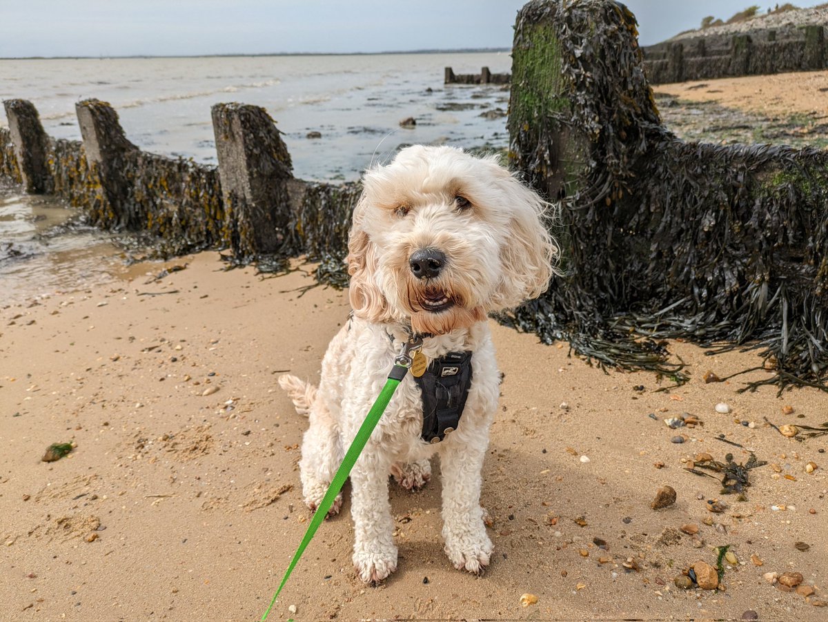 Bolan went to Brightlingsea 🐾🐩 His hooman mums Alma mater and thought he saw his cat brother, Albert, in a beach hut. He's a tired little city dog on his holidays 😉 #LifewithBolan
