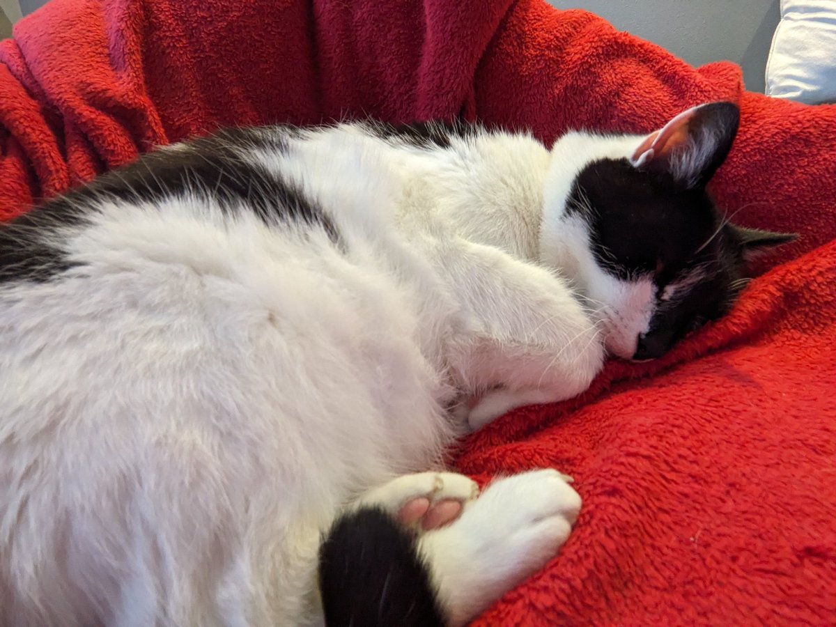 Nearly 7 months of having this wee cutie in our lives. He's come a long way from the jumpy wee boy he was, but no less cuddly from the moment he came home ❤️