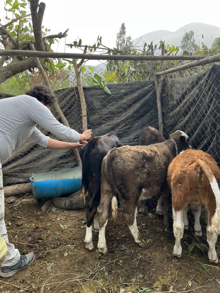 ITingTu2's tweet photo. We extended our barber ‘service’ to the farm animals! Analysing stable isotopes in bat hair, we need references from their prey species. Thanks to the brilliant field team🥷we collected hair from 🐄🐴🐑🐖-the usual vampire bat menu. https://t.co/5LwlZlGUAn