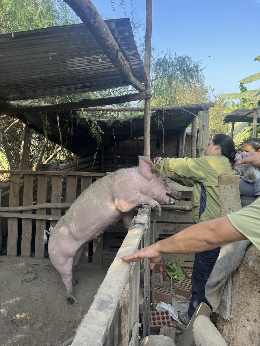 We extended our barber ‘service’ to the farm animals! Analysing stable isotopes in bat hair, we need references from their prey species. Thanks to the brilliant field team🥷we collected hair from 🐄🐴🐑🐖-the usual vampire bat menu.