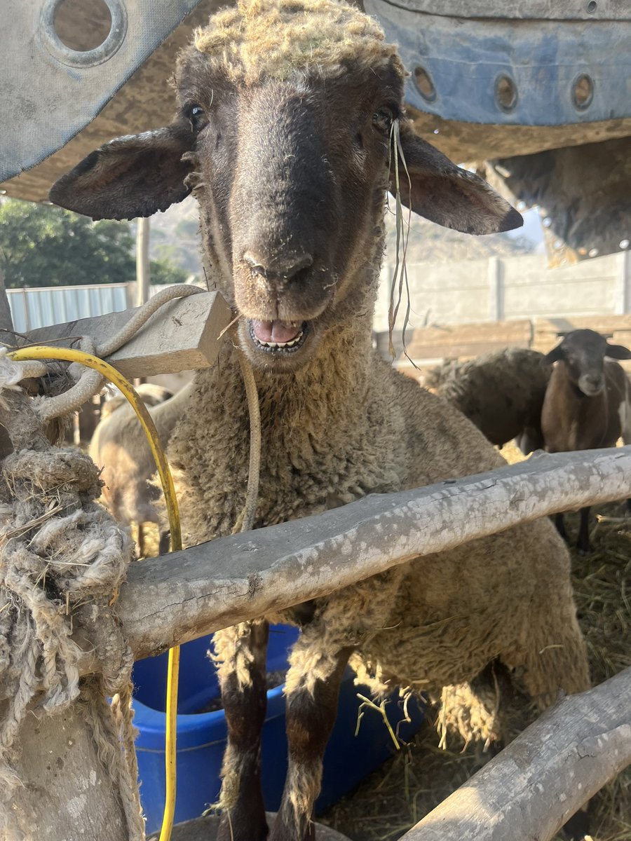 ITingTu2's tweet photo. We extended our barber ‘service’ to the farm animals! Analysing stable isotopes in bat hair, we need references from their prey species. Thanks to the brilliant field team🥷we collected hair from 🐄🐴🐑🐖-the usual vampire bat menu. https://t.co/5LwlZlGUAn