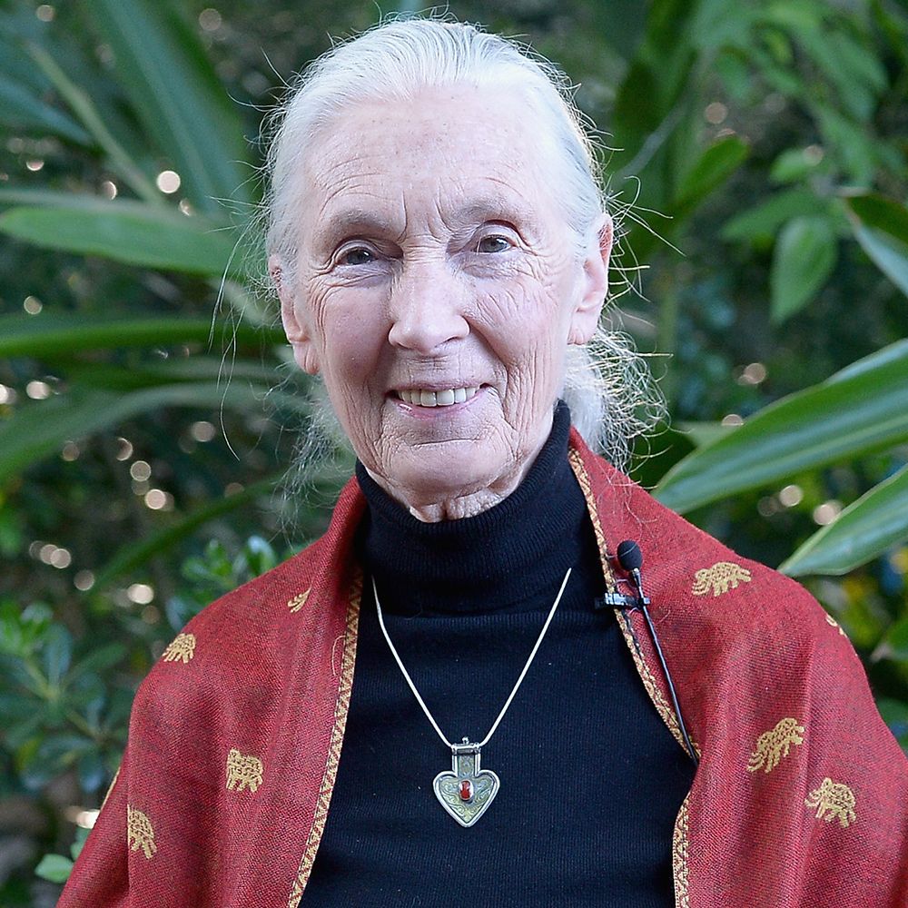 On Wednesday at Planet Fitness, I saw on TV on the TODAY Show that this gorilla activist turned 90 years old. I was so happy for her.

Hehe, still rocking and going while advocating for gorillas. Happy belated birthday, Jane Goodall! #JaneAt90