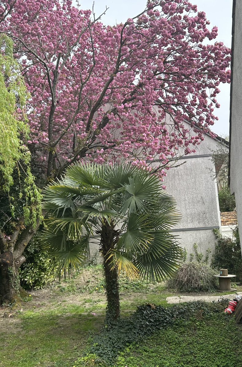 Le #printemps ☀️
#CerisierJaponais