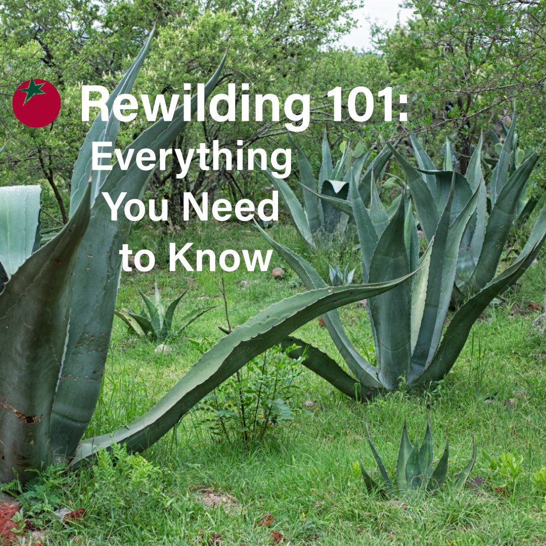 Rewilding 101: organicconsumers.org/rewilding-101-…