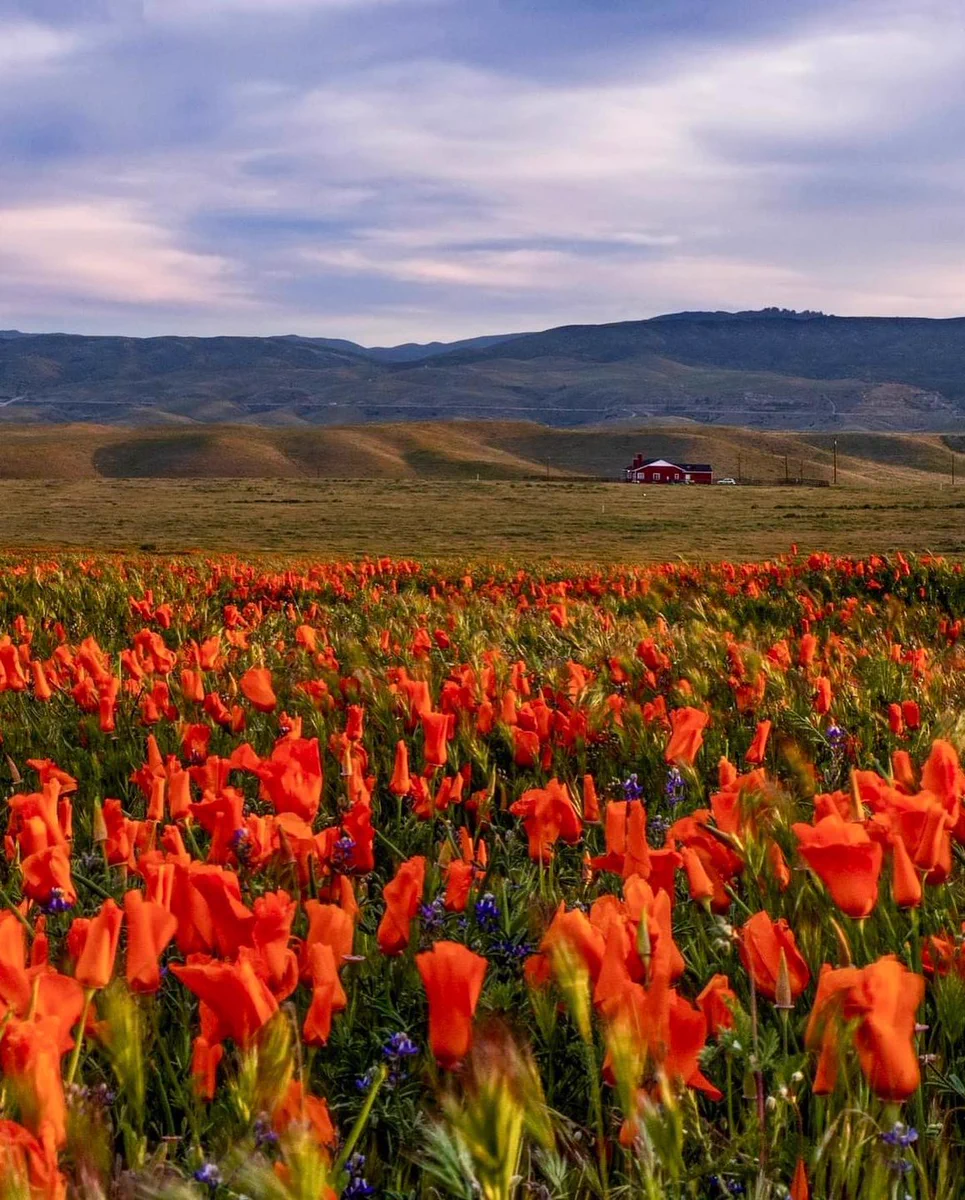 Orange poppies blooming in Antelope Valley California Poppy Reserve in Lancaster.