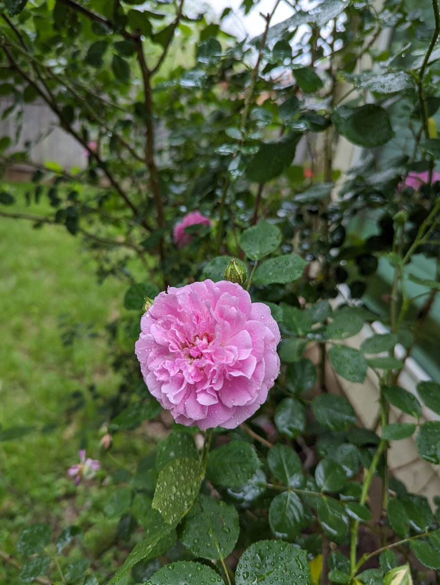 The roses by my kitchen window are (apparently) very happy despite the overcast sky, so I thought I'd share their beautiful 'smiles' 🌞 Good morning! #FlowersForHobi