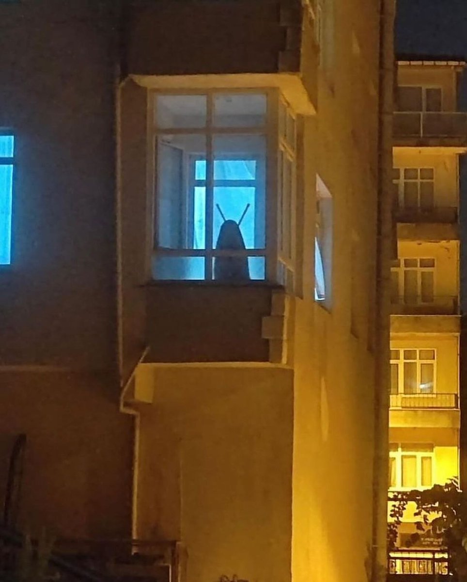 beratborzn's tweet photo. Gregor Samsa pencereden bakıyor https://t.co/mLZCdHA4Ng