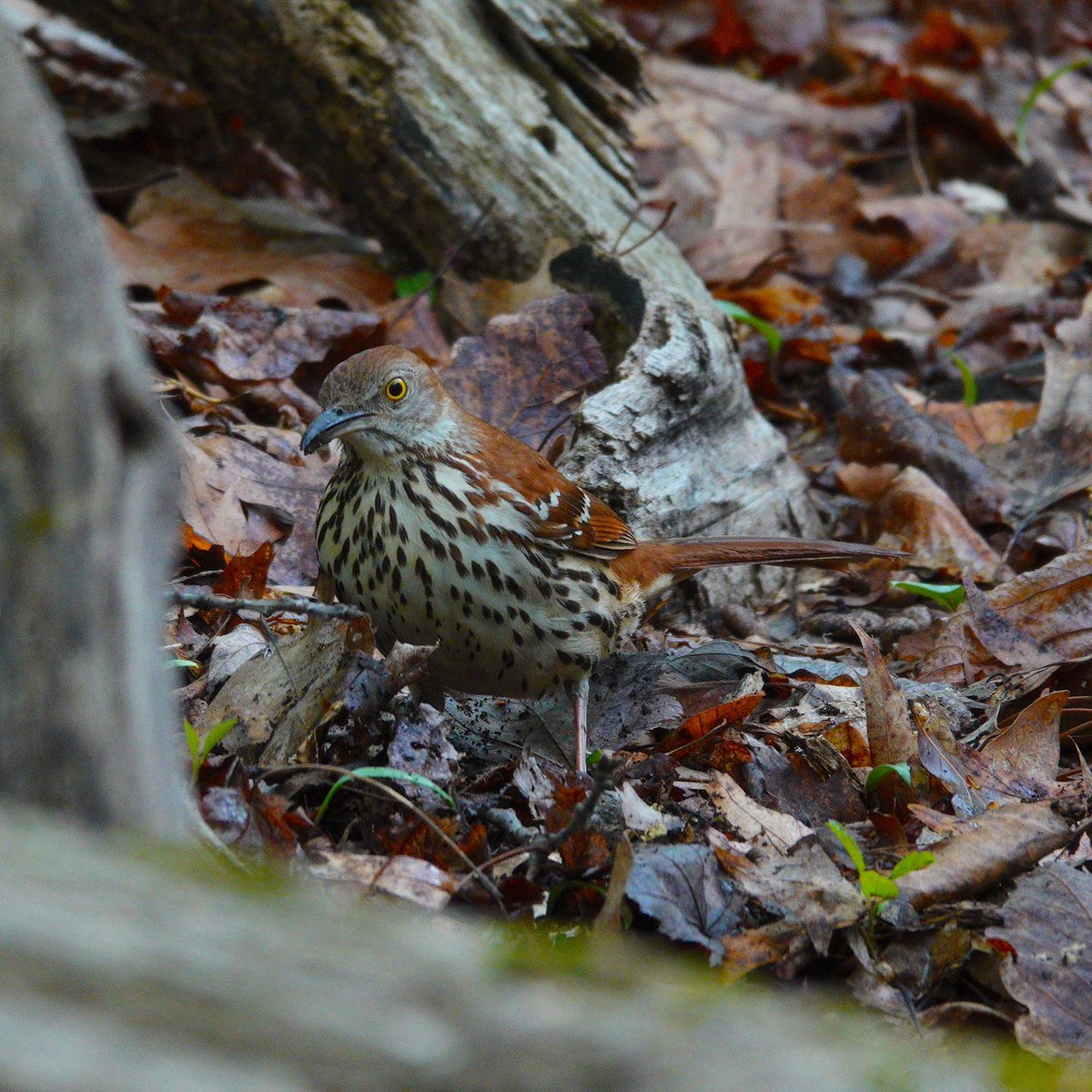 Brown Thrasher, the ramble. I don’t see as many Brown Thrasher as I used to, so it’s always terrific to get a glimpse of these wary birds. #songbirds #birding #centralpark #birds #birdcp #birdcpp #urbanbirding  #nycbirds #birdsofcentralpark #instabirds #birdsofnyc