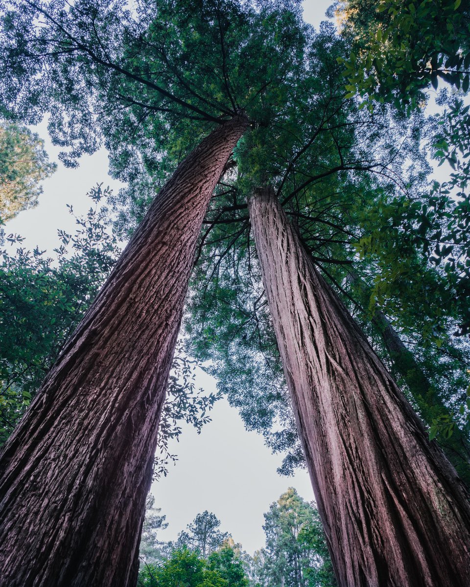 Today's the day to get outside and help plant trees! Celebrate #EarthMonth with us by heading outside: when you record an activity on #AllTrails, we'll plant a tree for you 🌲 📸 @thejanerhome 📍Muir Woods National Monument, California bit.ly/3vhmSE5