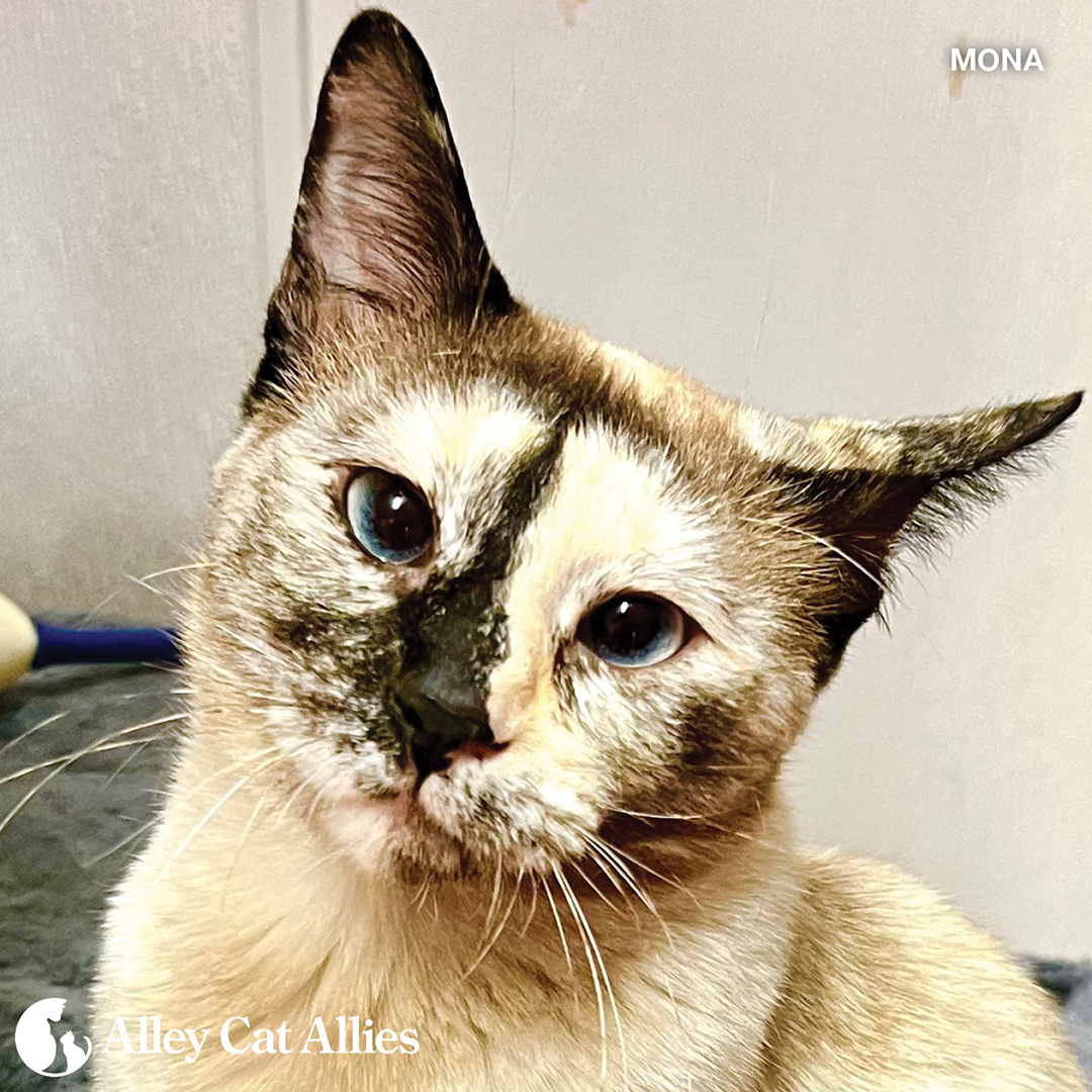 alleycatallies's tweet photo. Happy #NationalSiameseCatDay from the lovely and super sweet Mona! 💗

A survivor of the historic Texas fires earlier this year, ~2-year-old Mona is looking for a forever home to call her own.

Learn how to #Adopt Mona or spread the word! https://t.co/ucIExOwDXZ

#Caturday https://t.co/kN2gdQEiyD