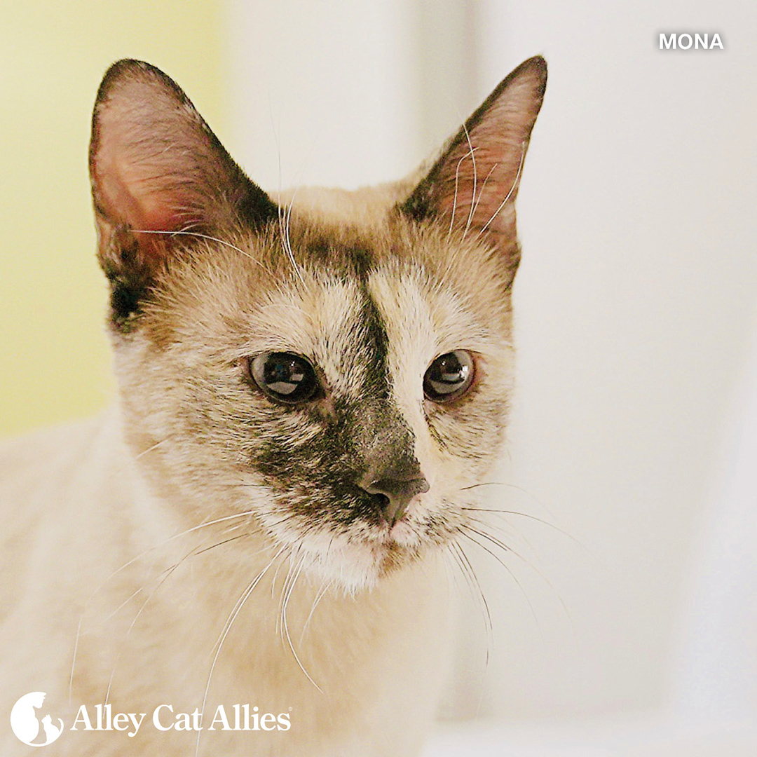 alleycatallies's tweet photo. Happy #NationalSiameseCatDay from the lovely and super sweet Mona! 💗

A survivor of the historic Texas fires earlier this year, ~2-year-old Mona is looking for a forever home to call her own.

Learn how to #Adopt Mona or spread the word! https://t.co/ucIExOwDXZ

#Caturday https://t.co/kN2gdQEiyD