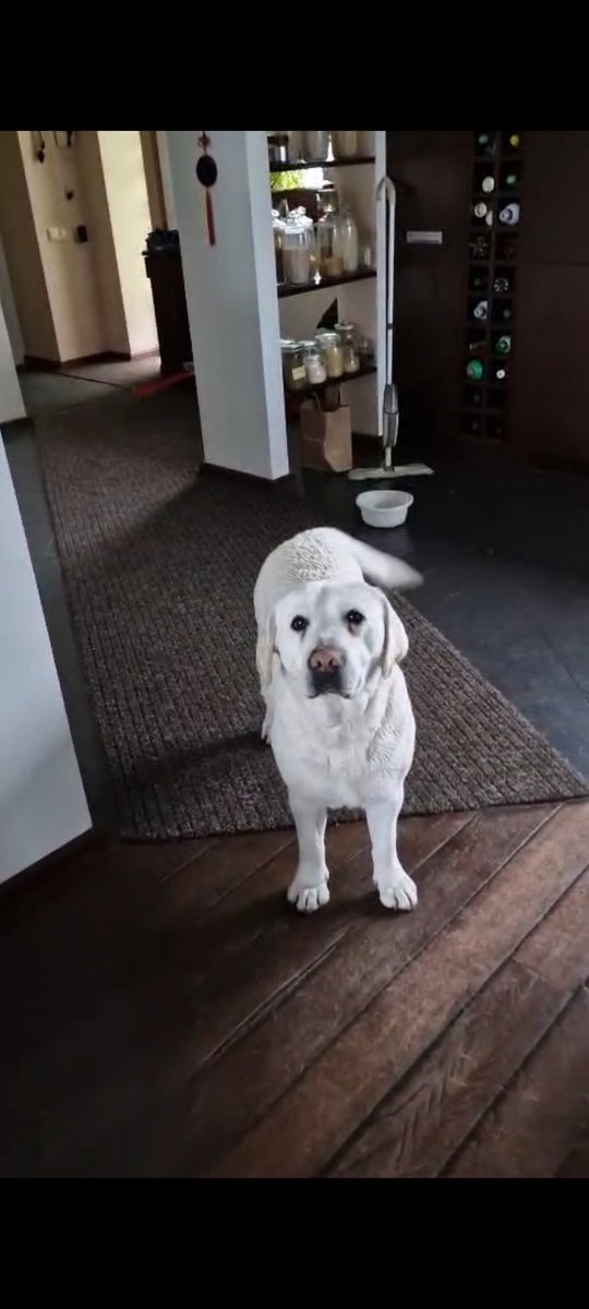 🆘️🆘️🆘️🆘️ JEST PROBLEM 👇

Ta śliczna sunia lat 3 szuka na JUŻ domu. Została odebrana od dziada, który się nad ja znecał😡😡😡
Kontakt na priv
Udostępniam na prośbę kolegi