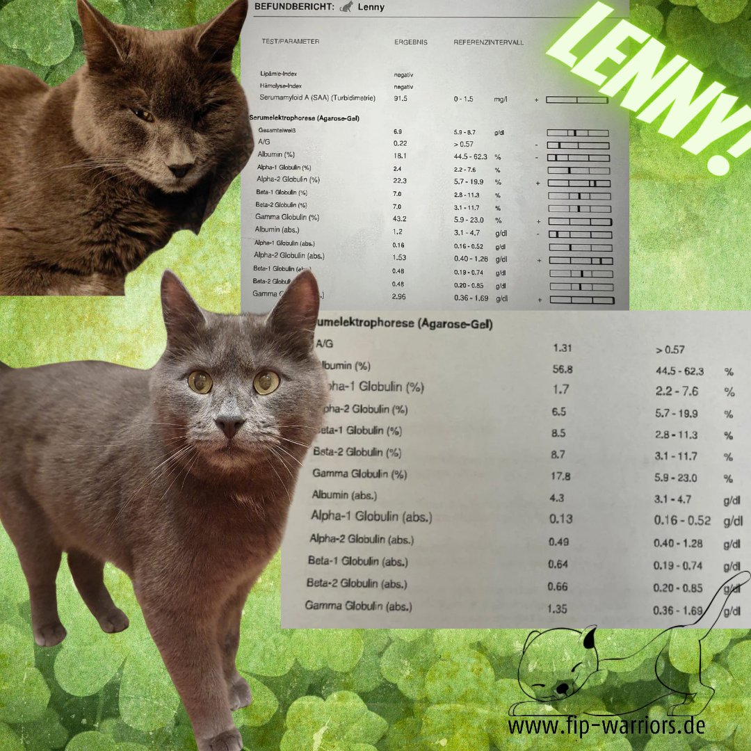 Willkommen in der Wartezeit, Lenny! A/G Quotient zum Start 0.22, nun nach 84 Tagen streberhafte 1.31! Wohoooo! #fip #fightfip #thereisacure #dontgiveup #dryfip #trockeneFIP