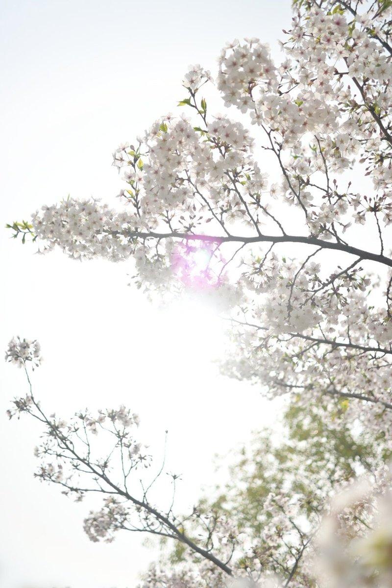 桜🌸 #大阪城公園 さくら撮ってるといつの間にやら黄いろいこなが…