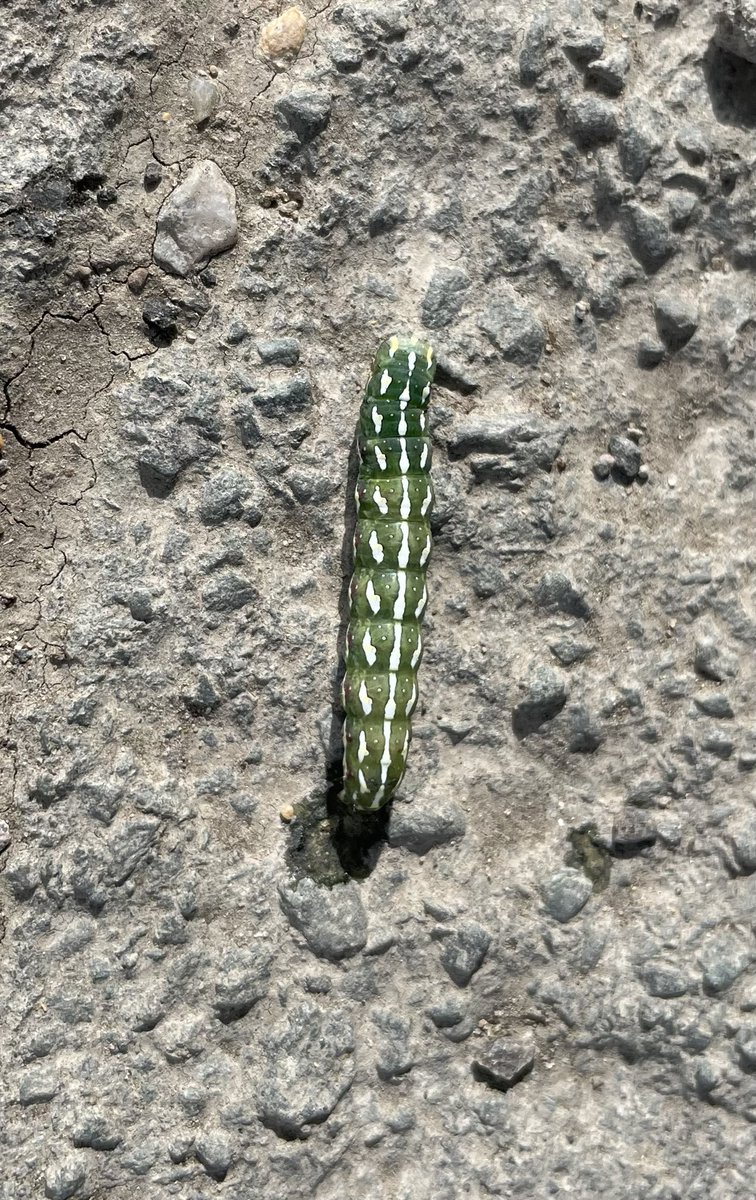 DGarethRees1's tweet photo. I’d appreciate some help Identifying this larva on a path at Bassingbourn today please ⁦@Cambsmoths⁩ https://t.co/kSoKEWaatB