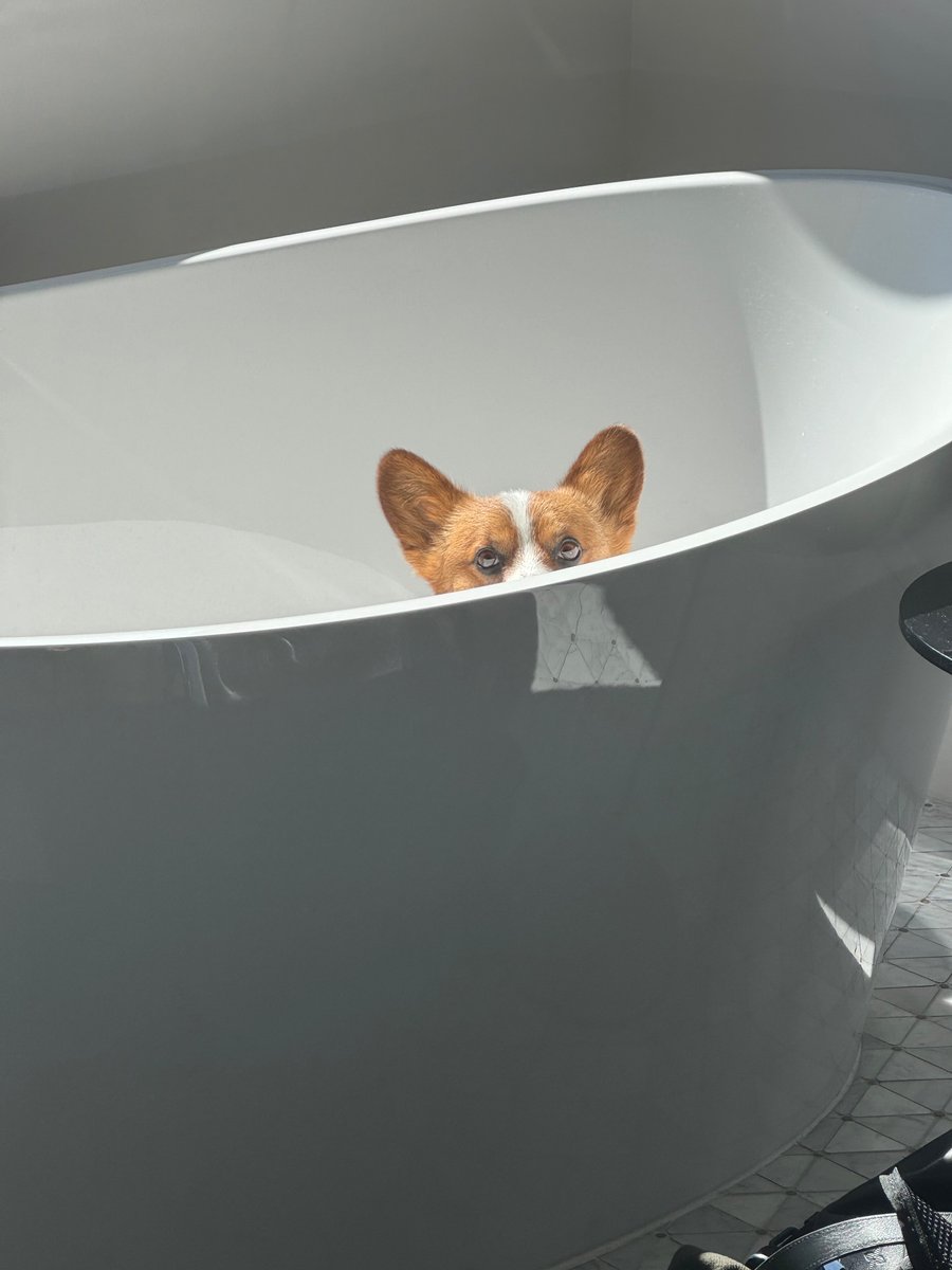 ZssBecker's tweet image. I’m absolutely furious with my dog skoot.

Get this. I come home and he got into a bottle of laxatives and chipotle and crayons.

He then left the biggest Cardano on the floor. He then tried to cover it by selling it to our fat short low IQ neighbour for $3 as an investment.

I…