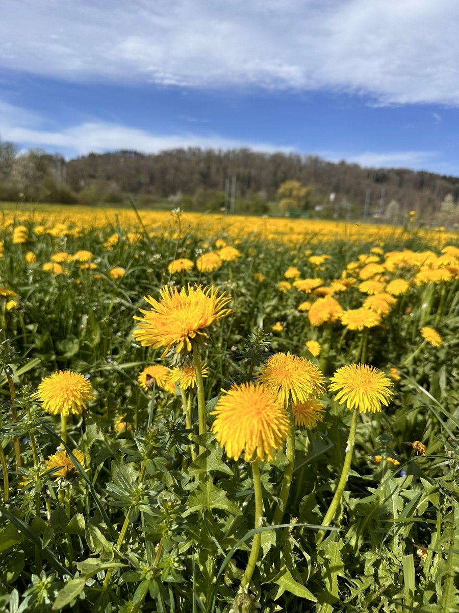 Der Frühling ist da….! 😍😍❤️❤️🥰🥰
