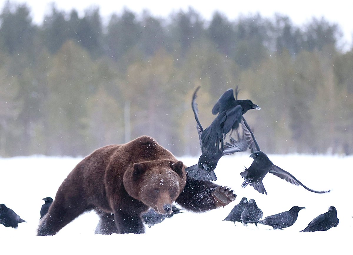 Anderhalve week terug nog in -23 deze beer gefotografeerd in finland (beer was 3,5 week te vroeg uit de winterslaap)