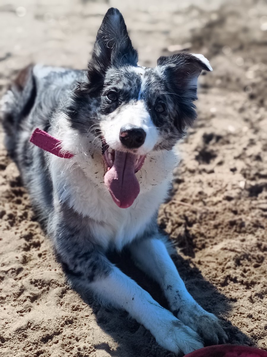 Foto de perrito fotogénico