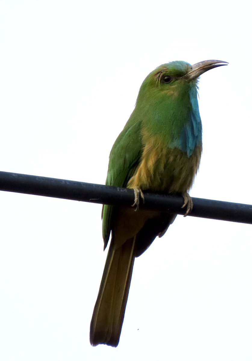 Blue Bearded Bee-Eater. He’s a forest dweller, prefers wild and quiet places and loves being near hives. The smartest just hang near bee hives and get a continuous meal. They’re solitary but will. Gather near a food source to eat. Tough subject to click @indiaves