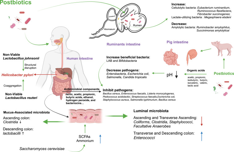 Unlocking the power of postbiotics: A revolutionary approach to nutrition for humans and animals dlvr.it/T58qJH