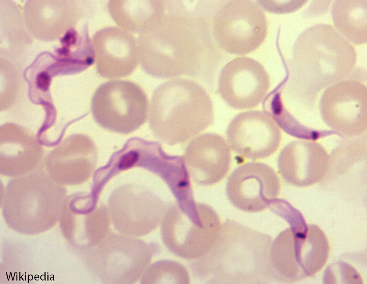 @WHO :6-7 million people are worldwide infected with #Chagas. One third of the chronically ill patients develop cardiac alterations. The parasite, Trypanosoma cruzi, is transmitted by the faces of the Triatomine bug to the human, either via the skin or via food. #infectnet