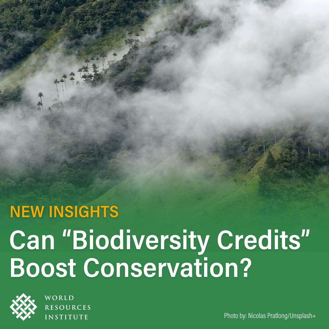 🌳 The Bosque de Niebla cloud forest in Colombia is a #biodiversity hotspot, home to unique species like the yellow-eared parrot and spectacled bear. 

Learn how innovative projects like #biodiversitycredits can help to preserve their habitats: bit.ly/3U0EhKG 🦜🐻